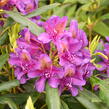Pěnišník 'Marcel Menard' - Rhododendron (T) 'Marcel Menard'