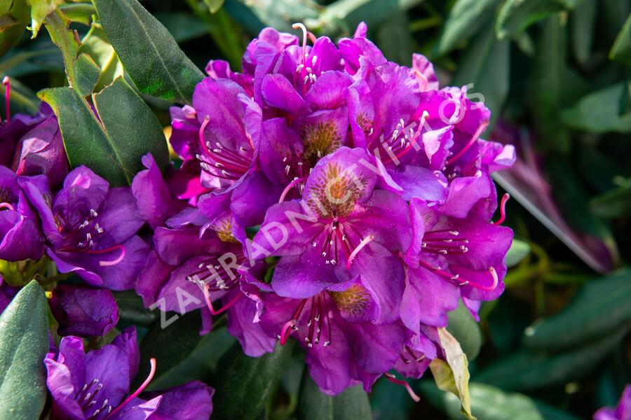 Pěnišník 'Marcel Menard' - Rhododendron (T) 'Marcel Menard'