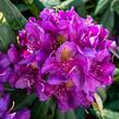 Pěnišník 'Marcel Menard' - Rhododendron (T) 'Marcel Menard'