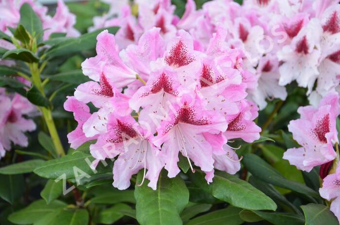 Pěnišník 'Cosmopolitan' - Rhododendron (Y) 'Cosmopolitan'