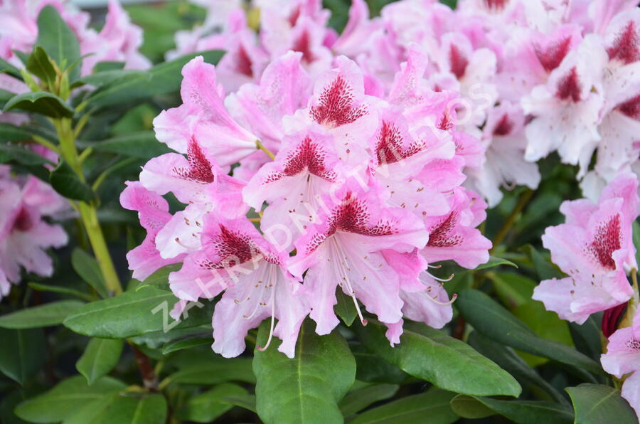 Pěnišník 'Cosmopolitan' - Rhododendron (Y) 'Cosmopolitan'