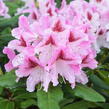 Pěnišník 'Cosmopolitan' - Rhododendron (Y) 'Cosmopolitan'