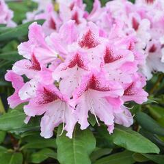 Pěnišník 'Cosmopolitan' - Rhododendron (Y) 'Cosmopolitan'