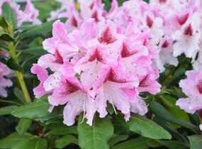Pěnišník 'Cosmopolitan' - Rhododendron (Y) 'Cosmopolitan'