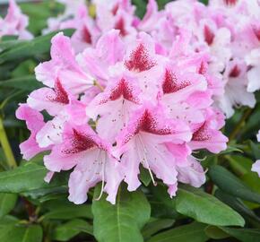 Pěnišník 'Cosmopolitan' - Rhododendron (Y) 'Cosmopolitan'
