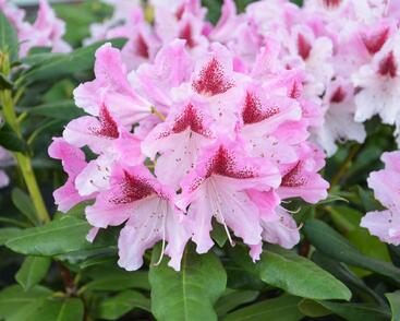 Pěnišník 'Cosmopolitan'