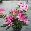 Pěnišník 'Cosmopolitan' - Rhododendron (Y) 'Cosmopolitan'