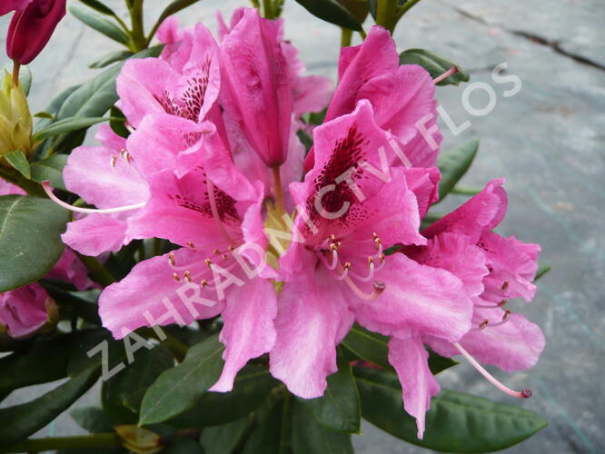 Pěnišník 'Cosmopolitan' - Rhododendron (Y) 'Cosmopolitan'