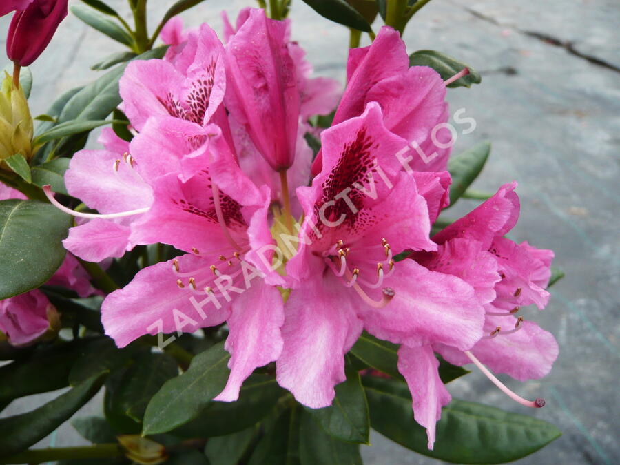 Pěnišník 'Cosmopolitan' - Rhododendron (Y) 'Cosmopolitan'