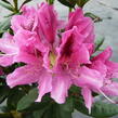 Pěnišník 'Cosmopolitan' - Rhododendron (Y) 'Cosmopolitan'