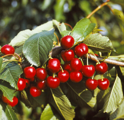 Třešeň raná - polochrupka 'Burlat' - Prunus avium 'Burlat'