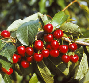 Třešeň raná - polochrupka 'Burlat' - Prunus avium 'Burlat'