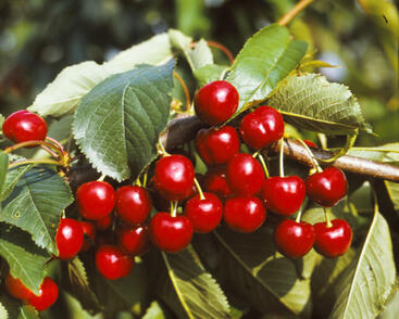 Třešeň raná polochrupka 'Burlat'