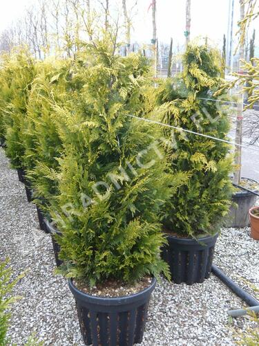 Cypřišek Lawsonův 'Yvonne' - Chamaecyparis lawsoniana 'Yvonne'