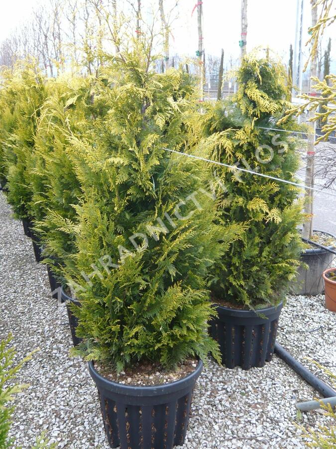 Cypřišek Lawsonův 'Yvonne' - Chamaecyparis lawsoniana 'Yvonne'