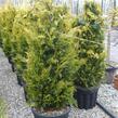 Cypřišek Lawsonův 'Yvonne' - Chamaecyparis lawsoniana 'Yvonne'