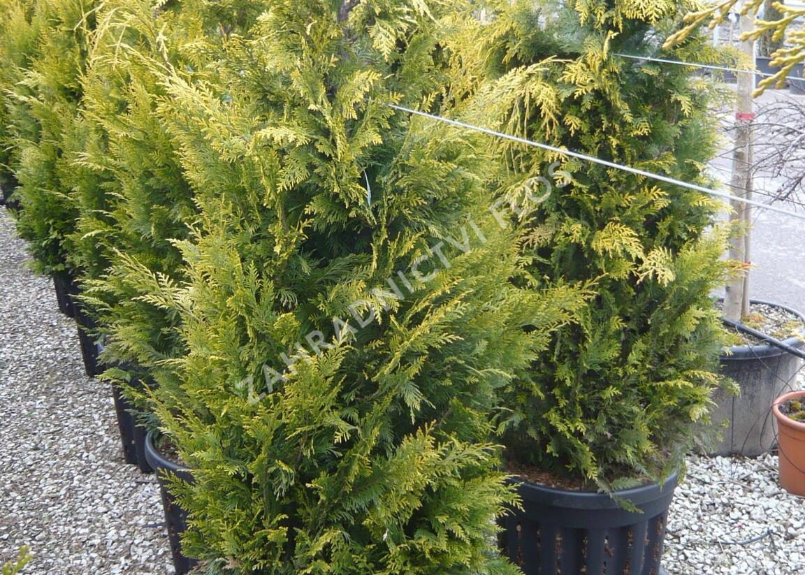 Cypřišek Lawsonův 'Yvonne' - Chamaecyparis lawsoniana 'Yvonne'