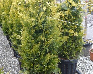 Cypřišek Lawsonův 'Yvonne'