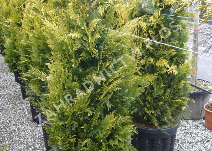 Cypřišek Lawsonův 'Yvonne' - Chamaecyparis lawsoniana 'Yvonne'