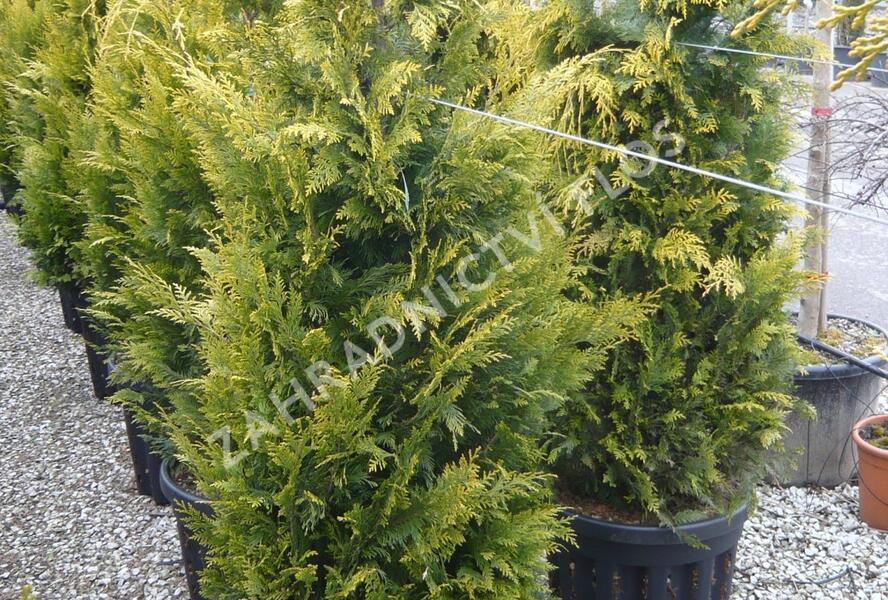 Cypřišek Lawsonův 'Yvonne' - Chamaecyparis lawsoniana 'Yvonne'