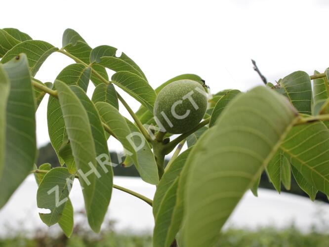 Ořešák vlašský (královský) 'Jupiter' - Juglans regia 'Jupiter'