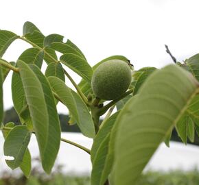 Ořešák vlašský (královský) 'Jupiter' - Juglans regia 'Jupiter'