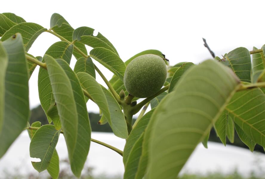 Ořešák vlašský (královský) 'Jupiter' - Juglans regia 'Jupiter'