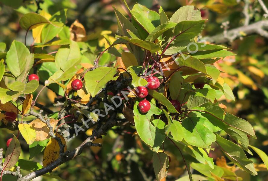 Jabloň purpurová - Malus purpurea