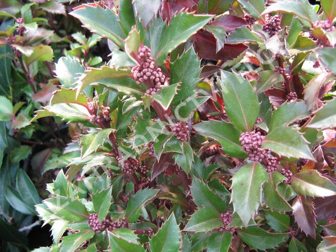 Cesmína 'Heckenstar' - Ilex meserveae 'Heckenstar'
