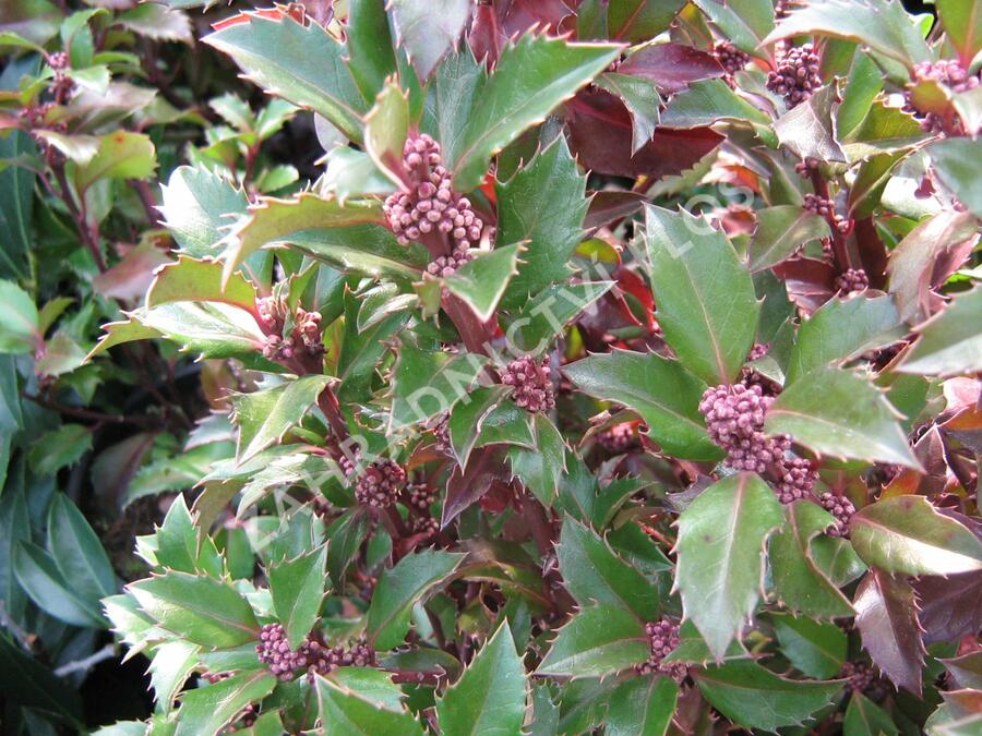 Cesmína 'Heckenstar' - Ilex meserveae 'Heckenstar'