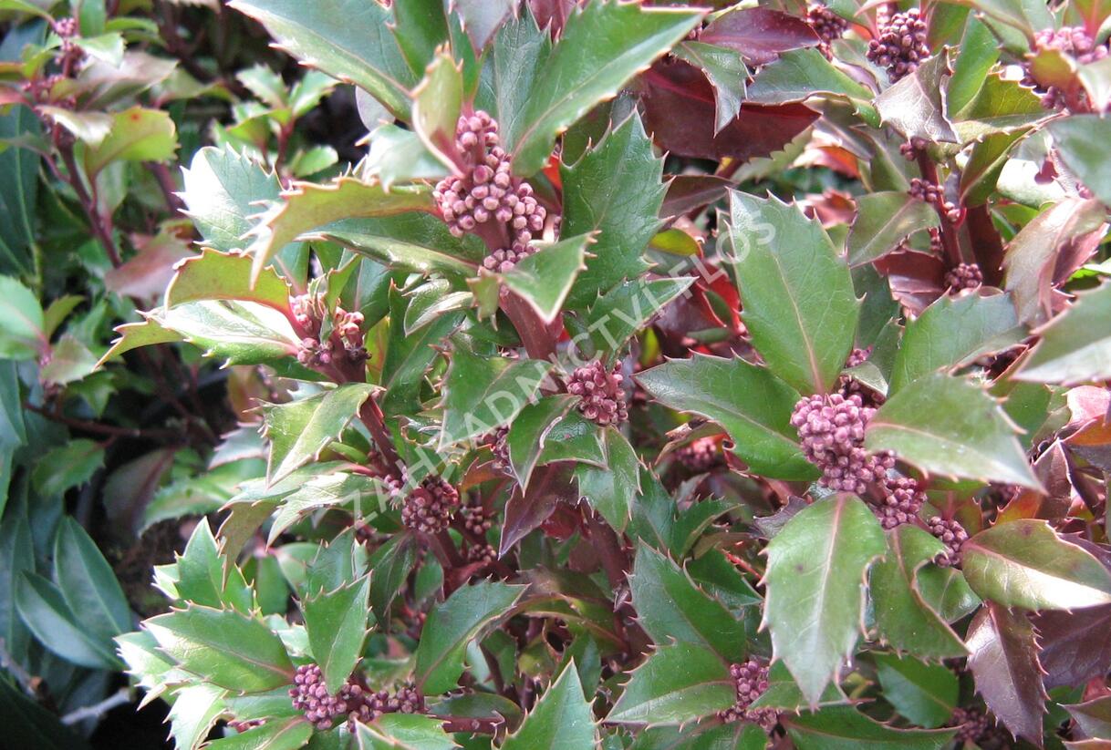 Cesmína 'Heckenstar' - Ilex meserveae 'Heckenstar'