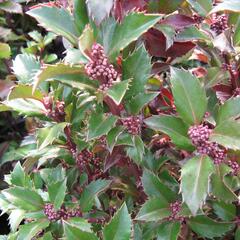 Cesmína 'Heckenstar' - Ilex meserveae 'Heckenstar'