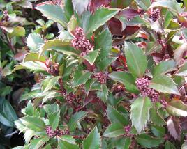 Cesmína 'Heckenstar'