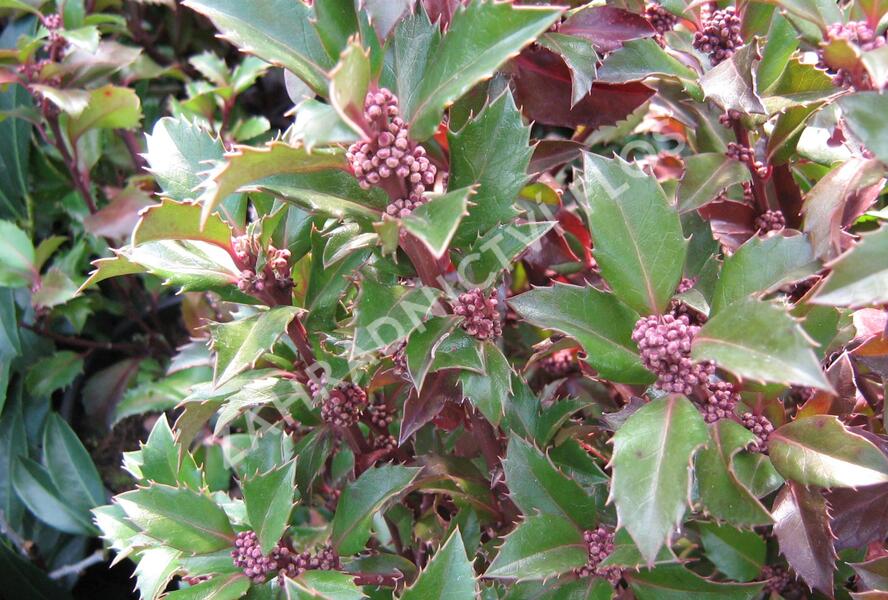 Cesmína 'Heckenstar' - Ilex meserveae 'Heckenstar'