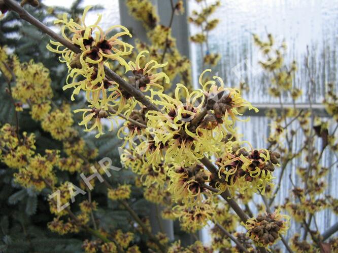 Vilín prostřední 'Primavera' - Hamamelis intermedia 'Primavera'