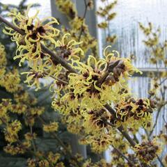 Vilín prostřední 'Primavera' - Hamamelis intermedia 'Primavera'