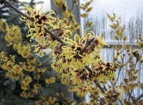 Vilín prostřední 'Primavera' - Hamamelis intermedia 'Primavera'