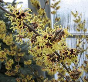 Vilín prostřední 'Primavera' - Hamamelis intermedia 'Primavera'