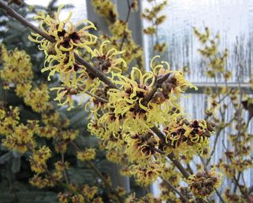 Vilín prostřední 'Primavera'