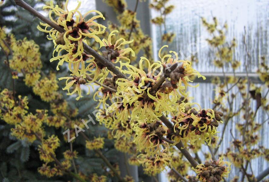 Vilín prostřední 'Primavera' - Hamamelis intermedia 'Primavera'