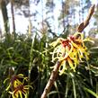 Vilín prostřední 'Primavera' - Hamamelis intermedia 'Primavera'