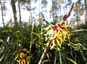 Vilín prostřední 'Primavera' - Hamamelis intermedia 'Primavera'