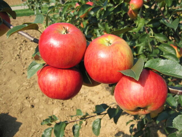 Jabloň zimní 'Rubinola' - Malus domestica 'Rubinola'