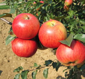 Jabloň zimní 'Rubinola' - Malus domestica 'Rubinola'