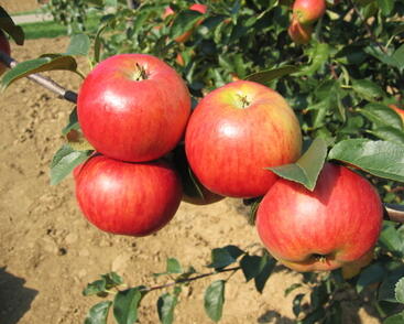 Jabloň zimní 'Rubinola'