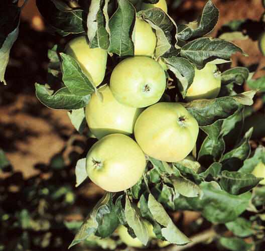 Jabloň letní 'Průsvitné letní' - Malus domestica 'Průsvitné letní'