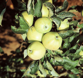 Jabloň letní 'Průsvitné letní' - Malus domestica 'Průsvitné letní'