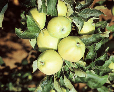 Jabloň letní 'Průsvitné letní'