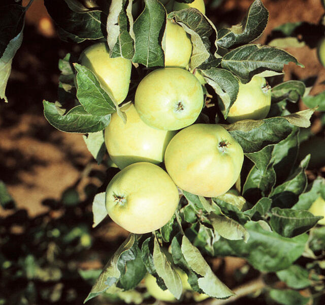 Jabloň letní 'Průsvitné letní' - Malus domestica 'Průsvitné letní'