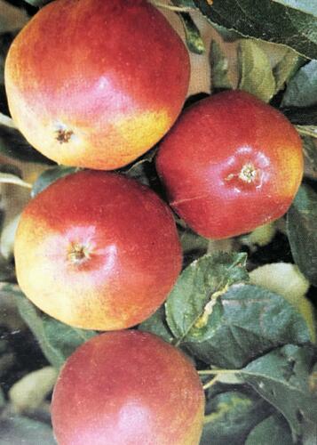 Jabloň zimní 'Matčino' - Malus domestica 'Matčino'